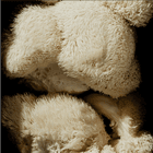 A Deep-Dive into Lions Mane