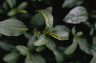 L-Theanine: What it is and What it Does