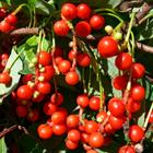 About Schisandra Berry