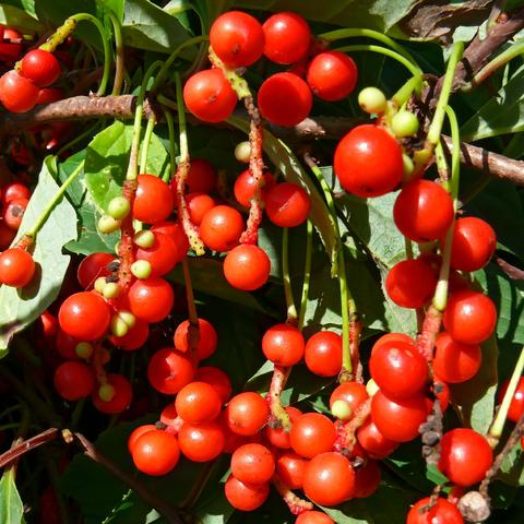 Schisandra Chinensis